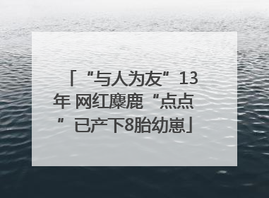 “与人为友”13年 网红麋鹿“点点”已产下8胎幼崽