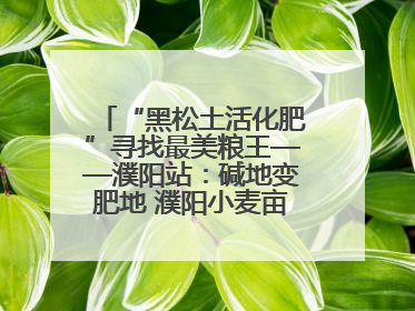 “黑松土活化肥”寻找最美粮王——濮阳站：碱地变肥地 濮阳小麦亩产1500多斤