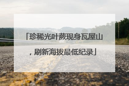 珍稀光叶蕨现身瓦屋山，刷新海拔最低纪录