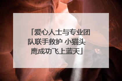 爱心人士与专业团队联手救护 小猫头鹰成功飞上蓝天