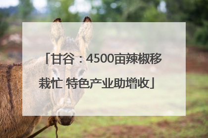 甘谷：4500亩辣椒移栽忙 特色产业助增收