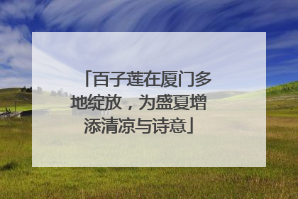 百子莲在厦门多地绽放，为盛夏增添清凉与诗意