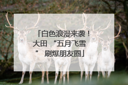 白色浪漫来袭！大田 “五月飞雪” 刷爆朋友圈