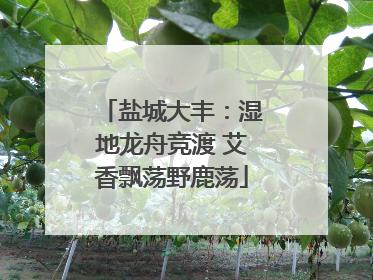 盐城大丰：湿地龙舟竞渡 艾香飘荡野鹿荡