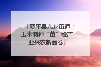 罗平县九龙街道：玉米制种“苗”绘产业兴农新画卷