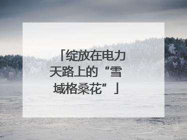绽放在电力天路上的“雪域格桑花”
