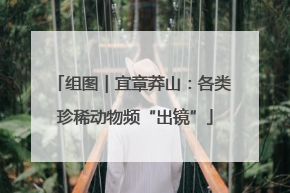 组图｜宜章莽山：各类珍稀动物频“出镜”