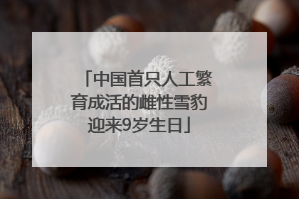 中国首只人工繁育成活的雌性雪豹迎来9岁生日