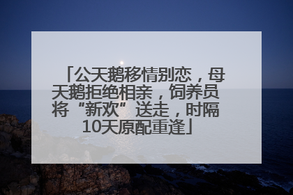 公天鹅移情别恋，母天鹅拒绝相亲，饲养员将“新欢”送走，时隔10天原配重逢