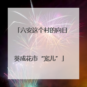 六安这个村的向日葵成花市“宠儿”