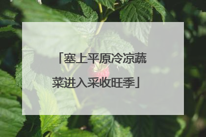 塞上平原冷凉蔬菜进入采收旺季