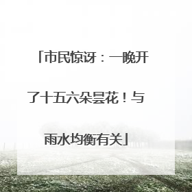 市民惊讶：一晚开了十五六朵昙花！与雨水均衡有关