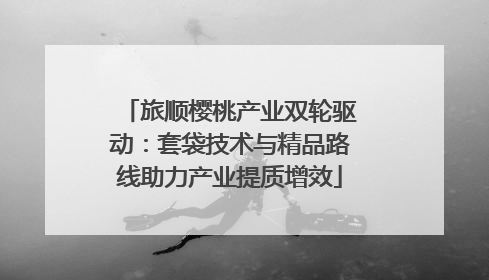 旅顺樱桃产业双轮驱动：套袋技术与精品路线助力产业提质增效