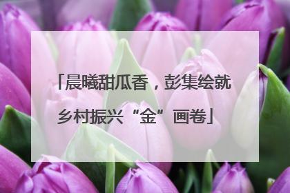 晨曦甜瓜香，彭集绘就乡村振兴“金”画卷