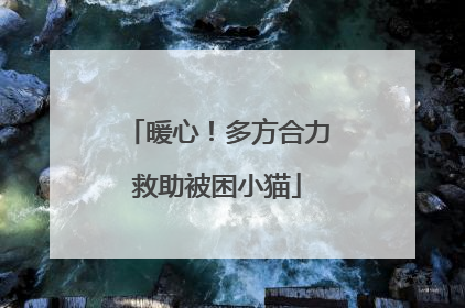 暖心！多方合力救助被困小猫