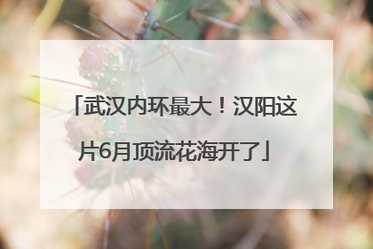 武汉内环最大！汉阳这片6月顶流花海开了