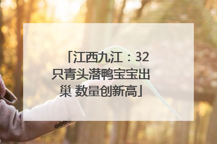 江西九江：32只青头潜鸭宝宝出巢 数量创新高