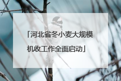 河北省冬小麦大规模机收工作全面启动