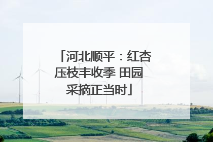 河北顺平：红杏压枝丰收季 田园采摘正当时