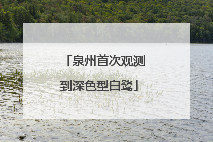泉州首次观测到深色型白鹭