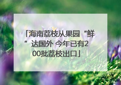 海南荔枝从果园“鲜”达国外 今年已有200批荔枝出口
