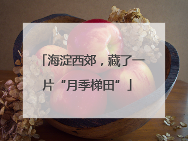 海淀西郊，藏了一片“月季梯田”