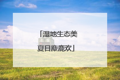 湿地生态美 夏日麋鹿欢