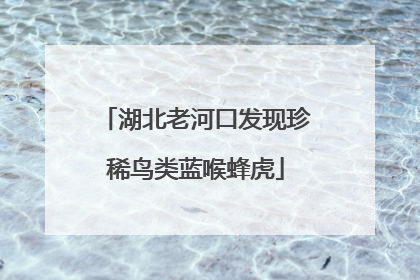 湖北老河口发现珍稀鸟类蓝喉蜂虎