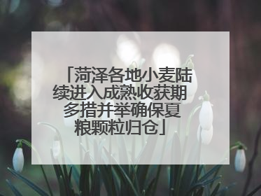 菏泽各地小麦陆续进入成熟收获期 多措并举确保夏粮颗粒归仓