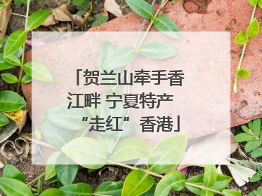 贺兰山牵手香江畔 宁夏特产“走红”香港