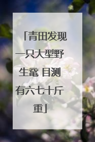 青田发现一只大型野生鼋 目测有六七十斤重