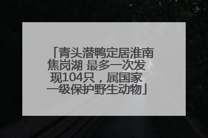 青头潜鸭定居淮南焦岗湖 最多一次发现104只，属国家一级保护野生动物
