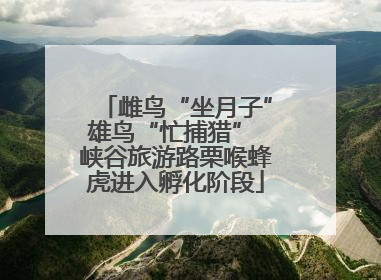 雌鸟“坐月子”雄鸟“忙捕猎” 峡谷旅游路栗喉蜂虎进入孵化阶段