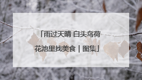 雨过天晴 白头鸟荷花池里找美食｜图集