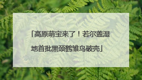 高原萌宝来了！若尔盖湿地首批黑颈鹤雏鸟破壳