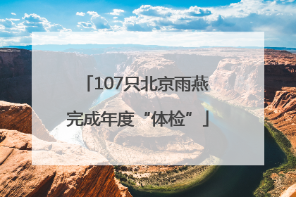 107只北京雨燕完成年度“体检”